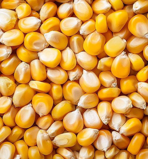 Corn (Yellow) | Upcoming harvest (45d) | ~650 MT | Brazil