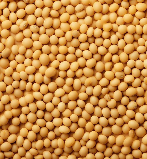 Soybeans (Non-GMO) | Stored (60d) | ~420 MT | USA